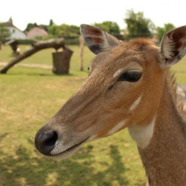 foto Zoopark Stěžery